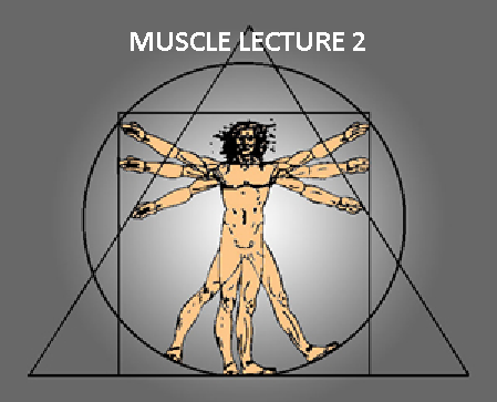 8j > Muscle Lecture 2 - Dr. Alan G.  Beardall DC (STREAMABLE VIDEOS)