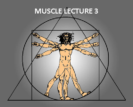 8k > Muscle Lecture 3 - Dr. Alan G.  Beardall DC (STREAMABLE VIDEOS)