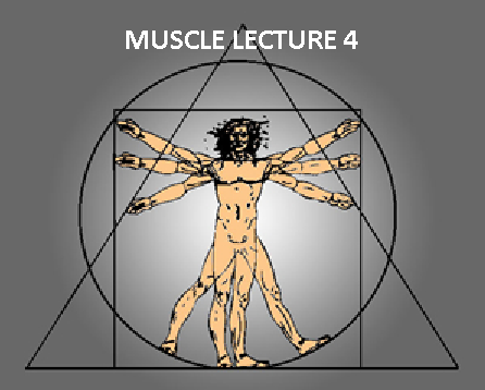 8l > Muscle Lecture 4 - Dr. Alan G.  Beardall DC (STREAMABLE VIDEOS)