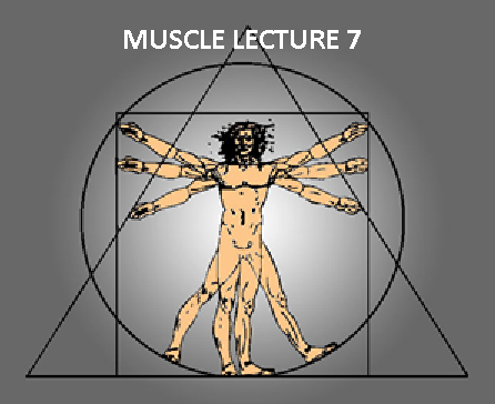 8o > Muscle Lecture 7 - Dr. Alan G.  Beardall DC (STREAMABLE VIDEOS)