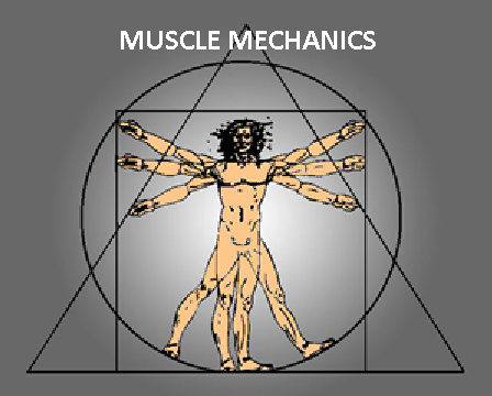 8e > Muscle Mechanics Lecture - Dr. Alan G.  Beardall DC (STREAMABLE VIDEOS)